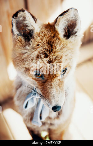 Portrait von ausgestopften Fuchs auf hölzernen Hintergrund Stockfoto