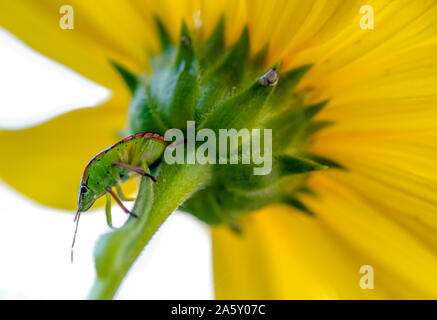 Grüne Bed Bug Insekt auf eine gelbe Blume Hintergrund, hemiptera, Natur Tierwelt Stockfoto