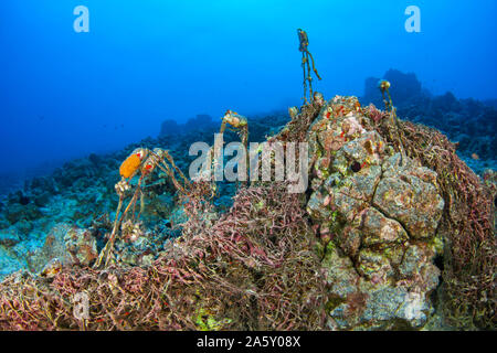 Eine weggeworfene Net hat seinen Weg zum Riff, Hawaii gefunden. Netze wie dieses wird marine Lebewesen, die in ihr gefangen, darunter auch Fische, Haie und Meer töten Stockfoto
