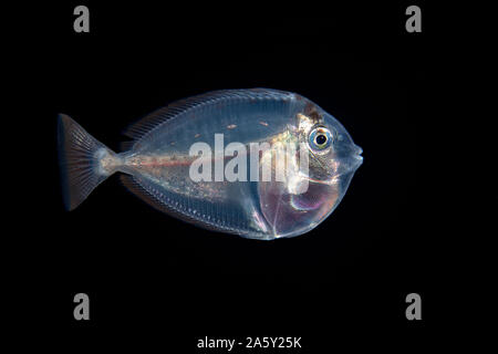 Dieses Bild war eine Meile vor der Insel Yap bei Nacht mit der unteren 1000 m unter erfasst. Bei nur zwei Zentimeter in der Länge der nach La. Stockfoto