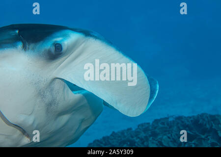 Manta Manta alfredi, gleiten über eine Reinigungsstation im Goofnuw Kanal, Yap in Mikronesien. Stockfoto