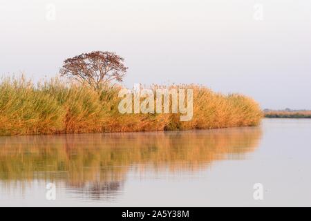 Akazie und Schilf Gräser am Ufer des Okavango Delta Pfannenstiel auf einem noch ruhigen Morgen Sonnenaufgang Botswana Afrika Stockfoto