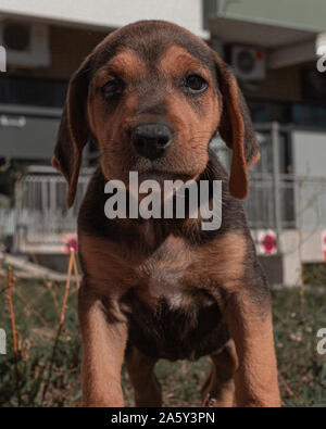 Einsamen Obdachlosen kleinen niedlichen Welpen auf der Suche nach Unterstützung und Liebe. Stockfoto