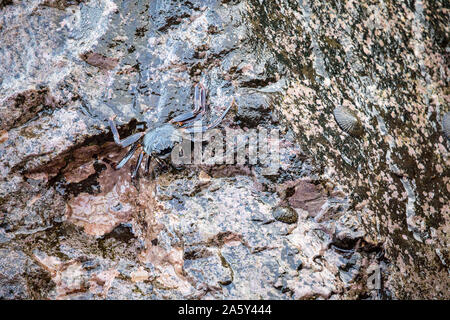 Eine dünne Schale rock Crab, Grapsus tenuicrustatus und zwei endemische Gelb - Fuß, opihi Cellana sandwicensis, der in der Gezeitenzone, Hawaii. Stockfoto