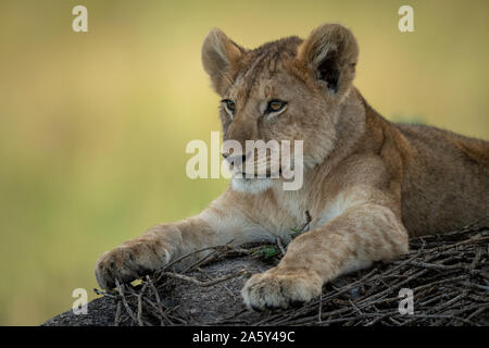 In der Nähe von Lion cub liegen auf Rock Stockfoto