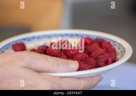 Blick von oben auf eine weiße Platte, voll von saftig roten Himbeeren (Malus Mill) Stockfoto