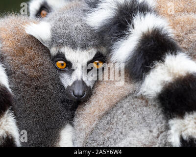Ringschwanz-Lemur catta. Stockfoto