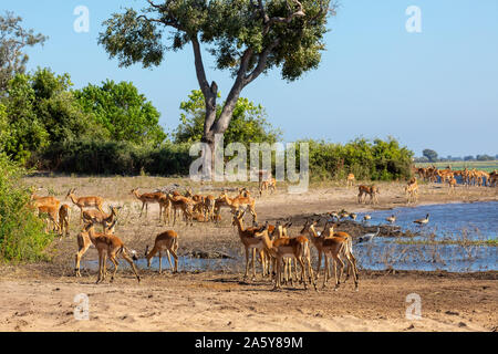 Trinken Herde Impalas in Chobe River, Botswana Afrika Safari Wildlife, typische Natur Szene Stockfoto