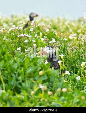 Papageitaucher (Fratercula arctica) unter den Blumen. Farne Islands, Northumberland Stockfoto