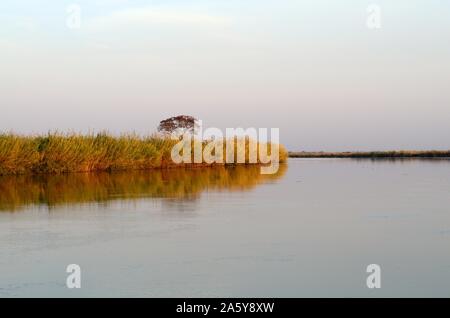 Akazie und Schilf Gräser am Ufer des Okavango Delta Pfannenstiel auf einem noch ruhigen Morgen Sonnenaufgang Botswana Afrika Stockfoto