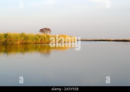 Akazie und Schilf Gräser am Ufer des Okavango Delta Pfannenstiel auf einem noch ruhigen Morgen Sonnenaufgang Botswana Afrika Stockfoto