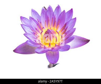 Pink Lotus Blumen blühen auf weißem Hintergrund. Stockfoto