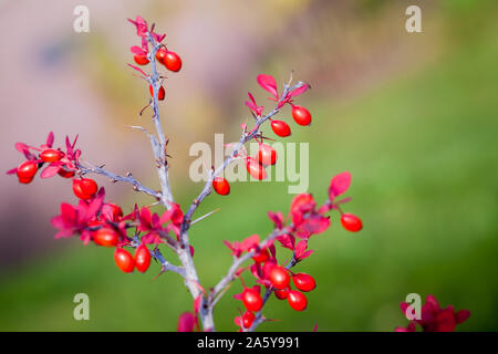Berberis, allgemein bekannt als die Berberitze, ist eine große Gattung von Laubbäumen und immergrüne Sträucher. Nahaufnahme Foto von roten Beeren mit selektiven Fokus Stockfoto