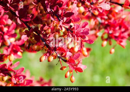 Obst und rote Blätter von Berberis, allgemein bekannt als die Berberitze, ist eine große Gattung von Laubbäumen und immergrüne Sträucher. Nahaufnahme Foto mit selektiven Fokus Stockfoto