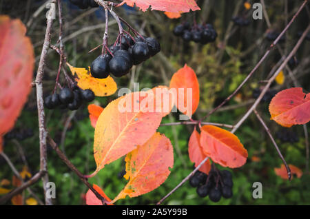 Aronia bush Zweige im Herbst, Makro Foto mit schwarzen Beeren oder chokeberries. Es als Zierpflanzen und als Lebensmittel angebaut. Die saure berr Stockfoto