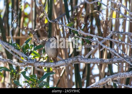 Weiße gekrönte Spatz thront auf festem Holz- zweig, während Sie in der Vegetation nach rechts. Stockfoto