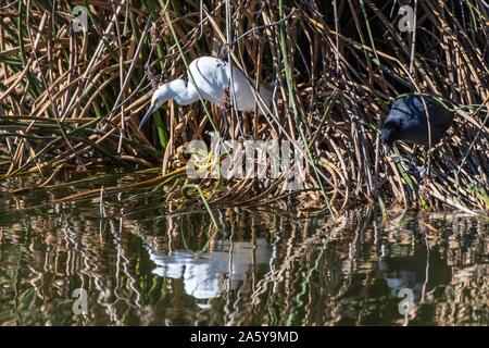 Snowy White Egret bleibt regungslos wie möglich unter den Shoreline Schilf beim Warten auf ahnungslose Fische zu schwimmen durch. Stockfoto