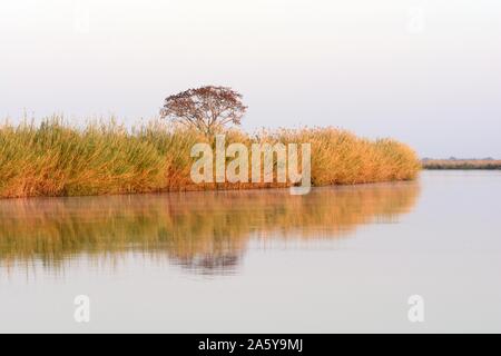 Akazie und Schilf Gräser am Ufer des Okavango Delta Pfannenstiel auf einem noch ruhigen Morgen Sonnenaufgang Botswana Afrika Stockfoto