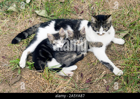 Hohe Betrachtungswinkel Porträt einer Makrele Katze Mutter liegen auf Gras mit zwei Kätzchen ihren Schoß genießen. Stockfoto