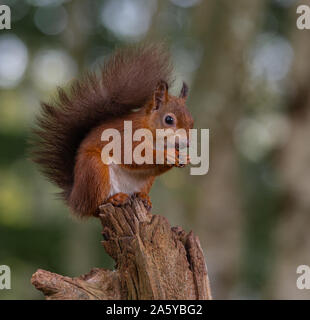 Eichhörnchen, Pfauen und Elstern Stockfoto