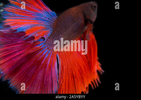 Schwanz Thai Fighting Fisch auf schwarzem Hintergrund Stockfoto