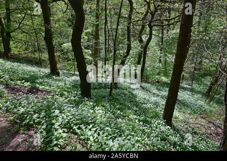 Knoblauch in Wäldern, Hardcastle Crags, Hebden Bridge Stockfoto