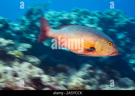 Ein verschwommenes Bild eines Red Snapper, Lutjanus bohar, vor der Insel Yap der Föderierten Staaten von Mikronesien. Stockfoto