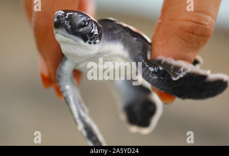 Baby Schildkröten schlüpfen. Einen Tag alt Meeresschildkröten in Hikkaduwa in der Turtle Farm., Sri Lanka. Unechte baby Sea Turtle Stockfoto