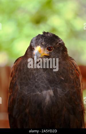 Porträt von einem Adler mit einem gelben Schnabel Stockfoto