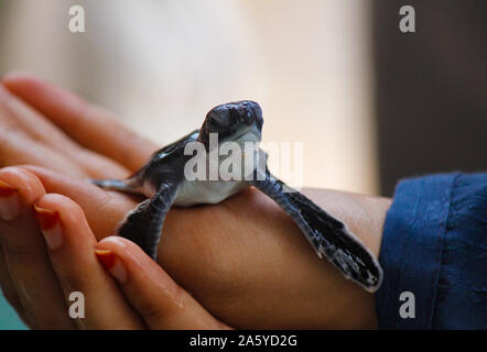 Baby Schildkröten schlüpfen. Einen Tag alt Meeresschildkröten in Hikkaduwa in der Turtle Farm., Sri Lanka. Unechte baby Sea Turtle Stockfoto