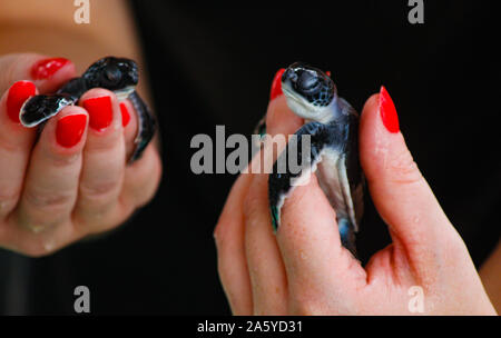 Baby Schildkröten schlüpfen. Einen Tag alt Meeresschildkröten in Hikkaduwa in der Turtle Farm., Sri Lanka. Unechte baby Sea Turtle Stockfoto