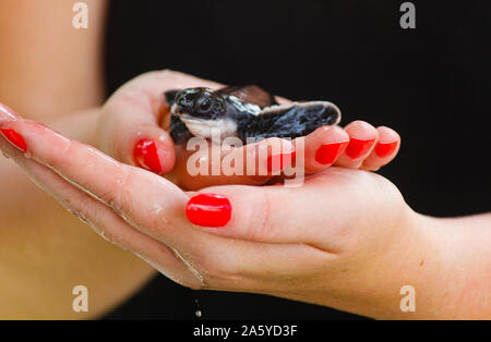 Baby Schildkröten schlüpfen. Einen Tag alt Meeresschildkröten in Hikkaduwa in der Turtle Farm., Sri Lanka. Unechte baby Sea Turtle Stockfoto