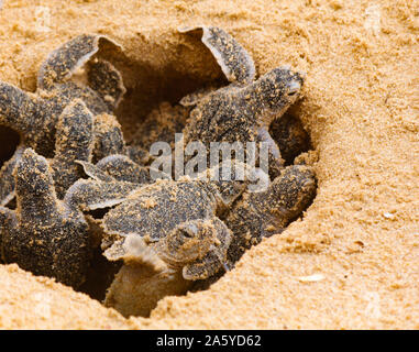 Baby Schildkröten schlüpfen. Einen Tag alt Meeresschildkröten in Hikkaduwa in der Turtle Farm., Sri Lanka. Unechte baby Sea Turtle Stockfoto