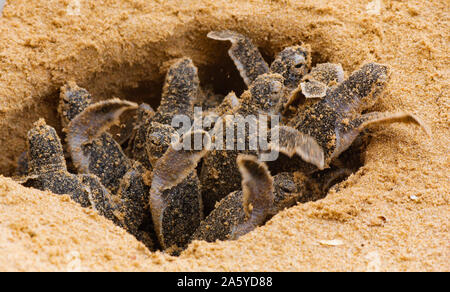 Baby Schildkröten schlüpfen. Einen Tag alt Meeresschildkröten in Hikkaduwa in der Turtle Farm., Sri Lanka. Unechte baby Sea Turtle Stockfoto