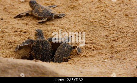 Baby Schildkröten schlüpfen. Einen Tag alt Meeresschildkröten in Hikkaduwa in der Turtle Farm., Sri Lanka. Unechte baby Sea Turtle Stockfoto