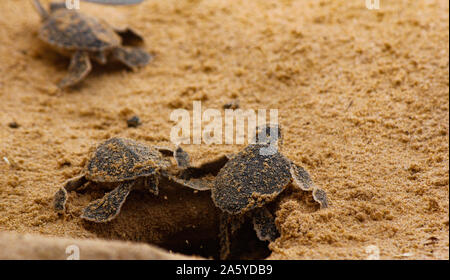 Baby Schildkröten schlüpfen. Einen Tag alt Meeresschildkröten in Hikkaduwa in der Turtle Farm., Sri Lanka. Unechte baby Sea Turtle Stockfoto