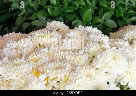 Bündel weißer Florist's Daisy (Chrysanthemum morifolium) grüne Blätter im Hintergrund - ausgewählte Fokus - text Raum Stockfoto