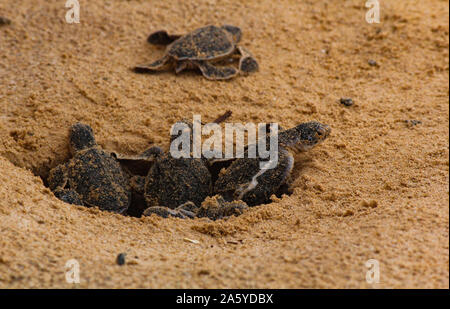 Baby Schildkröten schlüpfen. Einen Tag alt Meeresschildkröten in Hikkaduwa in der Turtle Farm., Sri Lanka. Unechte baby Sea Turtle Stockfoto