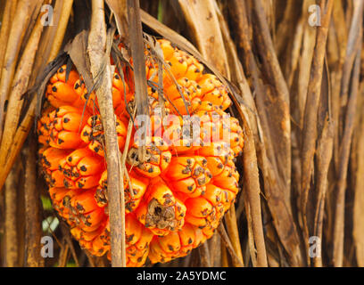 Nicht essbare tropische pandan Obst oder pandanus, die wächst von Palmen in Sri Lanka. Pandan Baum. Pandanus Baum, Pandanus Palme, Citrifolia Früchte. S Stockfoto