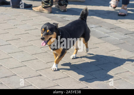 Brave stämmigen gemischte Rasse schwarzer Hund zu Fuß auf einer Straße in der Masse Stockfoto