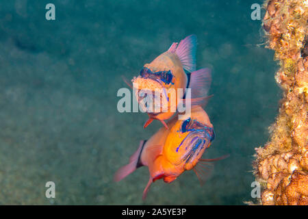 Die männlichen Ring-tailed cardinalfish, Ostorhinchus aureus, ist der Schutz und die Inkubation der Eier, indem Sie sie in den Mund, während das Weibchen bleibt Clo Stockfoto