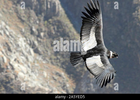 Andenkondor Vultur gryphus Colca Canyon, Peru Stockfoto