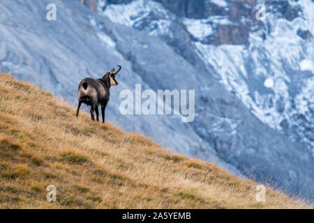 Gämsen auf einer Bergwiese in den Schweizer Alpen Stockfoto