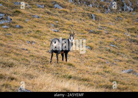 Gämsen auf einer Bergwiese in den Schweizer Alpen Stockfoto