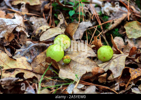 Galle Cynips quercusfolii Krankheit auf Eichenlaub im Herbst Wald Stockfoto