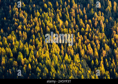 27.09.05 Lärchen im Schweizer Nationalpark Stockfoto