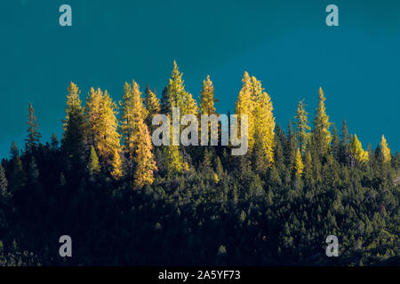 Gelbe Lärchen und einem türkisfarbenen Bergsee in schönen Herbstfarben Stockfoto