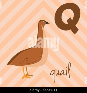 Cute cartoon Zoo illustrierte Alphabet mit lustigen Tieren: Q für Wachteln. Englische Alphabet. Lernen zu lesen. Isolierte Vector Illustration. Stock Vektor