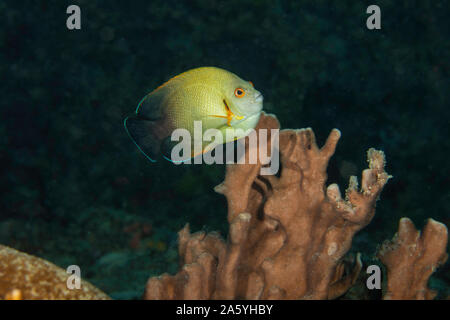 Eine pearlscale Angelfish oder Halb Schwarz angelfish, Centropyge vrolikii, auf ein Riff vor der Insel Yap in Mikronesien. Stockfoto