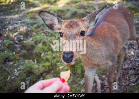 Fütterung von Reh, Hirsch ißt spezielle Cookies von seinen Händen, Nara, Japan mit einem Reh Stockfoto